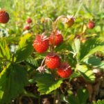 wild-strawberry-2434034_640