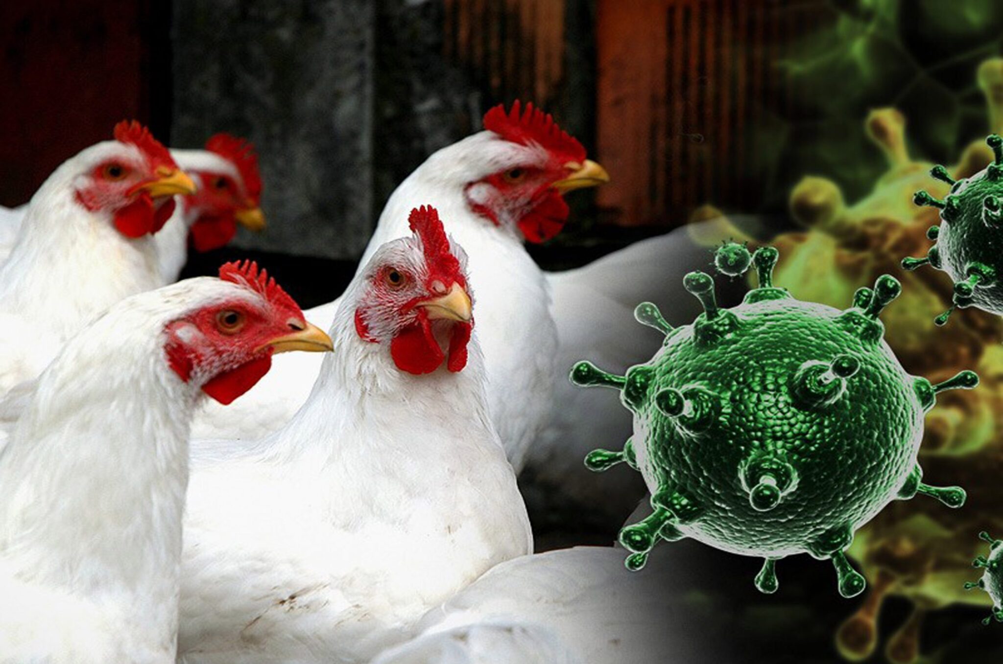 Высокопатогенный грипп птиц. Птичий гриб.