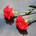two-red-carnations-g7421733c9_640