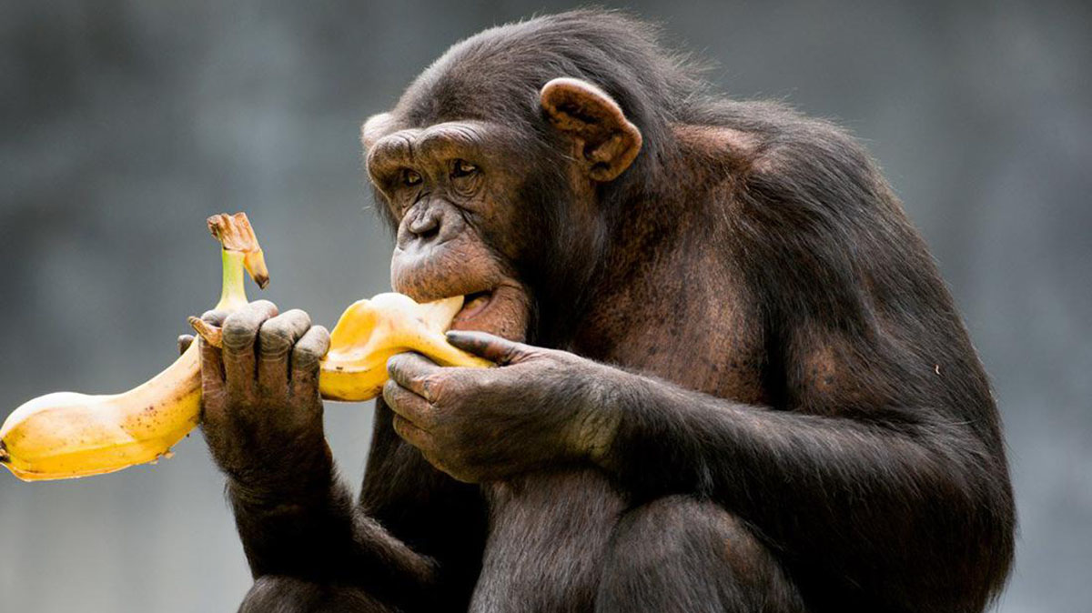 Обезьяна подавилася бананом. Обезьяна с бананом. Шимпанзе фото. Приматы с едой. Обезьяна ест банан.